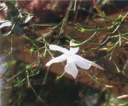 摩洛哥茉莉3.jpg