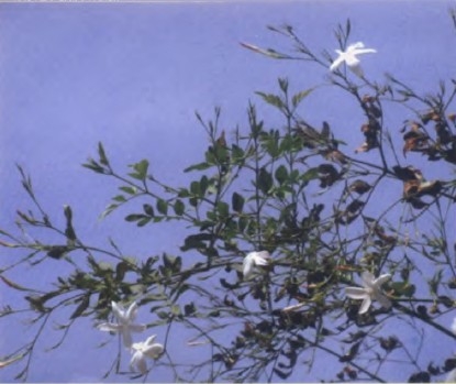 摩洛哥茉莉2.jpg