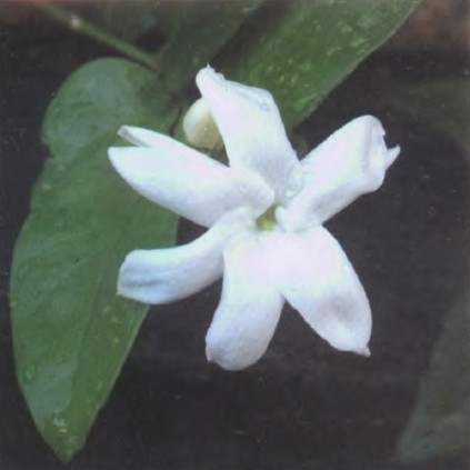 摩洛哥茉莉.jpg