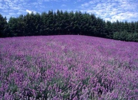2012614134528171.jpg