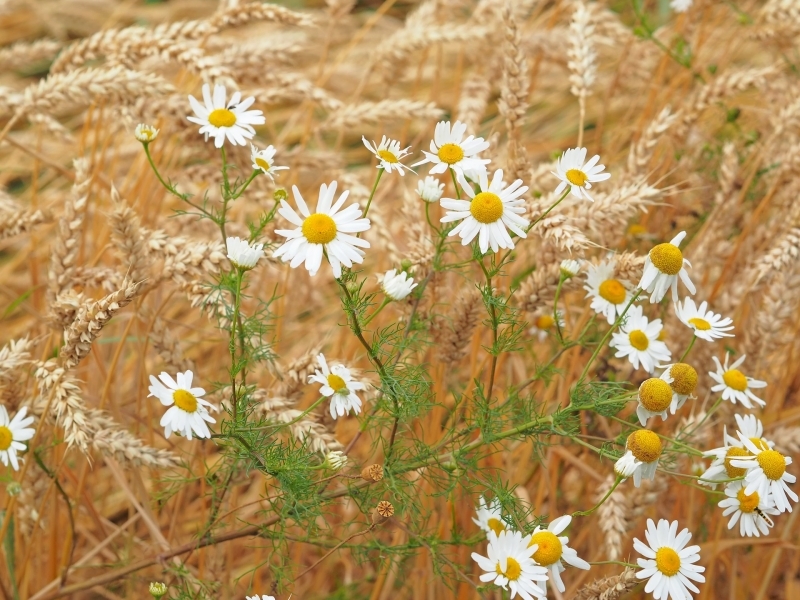 罗马洋甘菊Image by kie-ker from Pixabay .jpg
