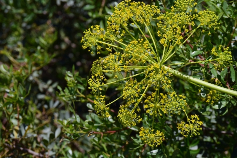 甜茴香Image by Ulrike Leone from Pixabay 3.jpg