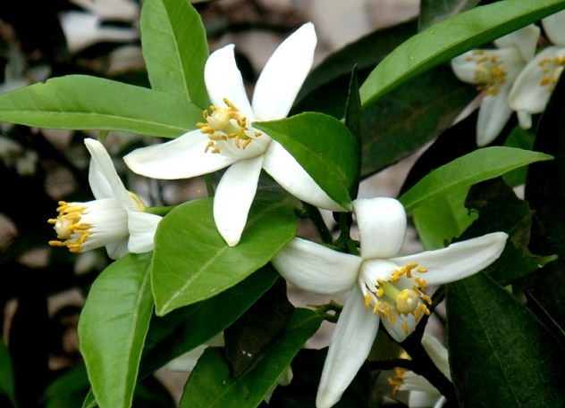 橙花 neroli-Citrus Aurantium1.jpeg