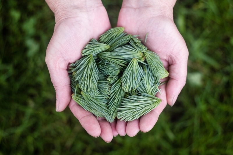 针松冷杉unsplash.com2919e13b.jpg