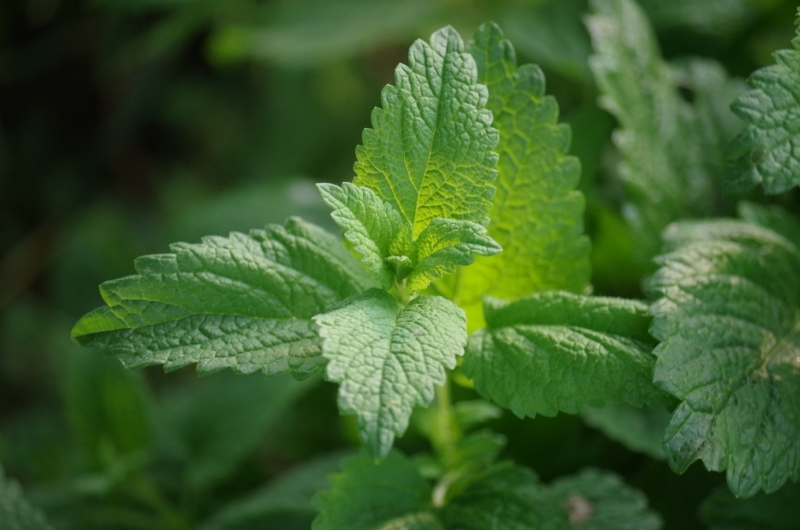 香蜂草Image by Ajale from Pixabay.jpg