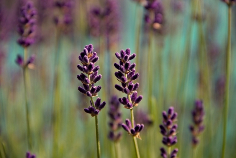穗花薰衣草Spike Lavender.jpg