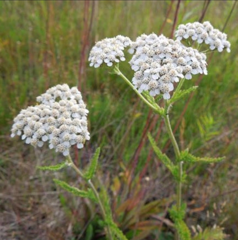 1575513519713573385.jpg