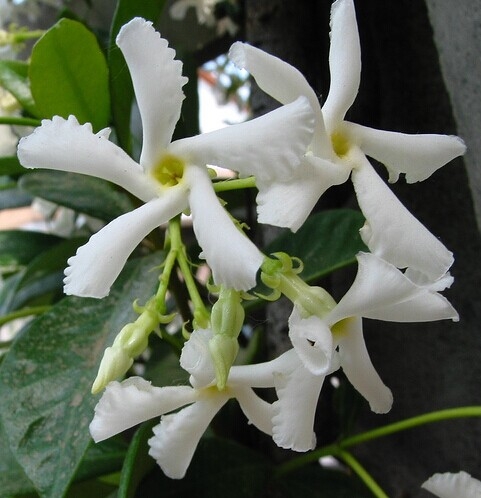 风车茉莉花