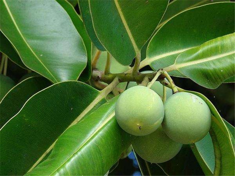 tamanu-2.jpg
