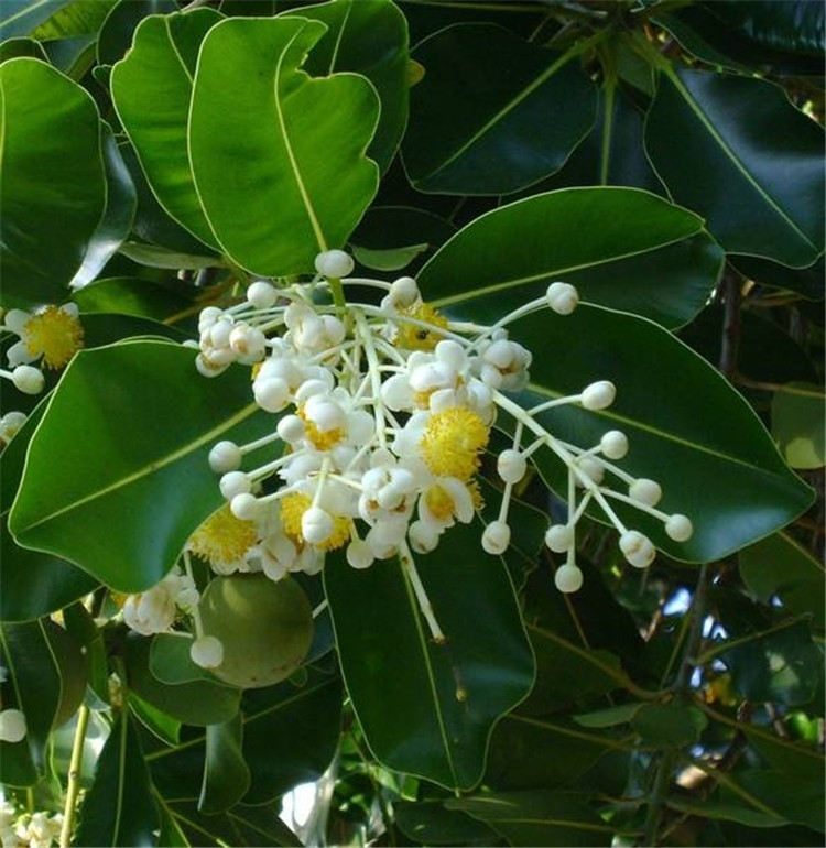 tamanu-1.jpg