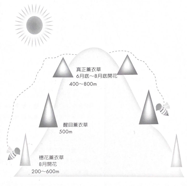 生长示意图.jpg
