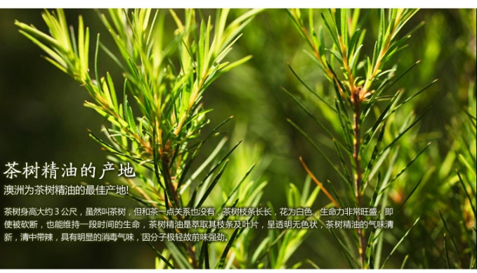 茶树精油