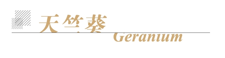 天竺葵单方标题.jpg
