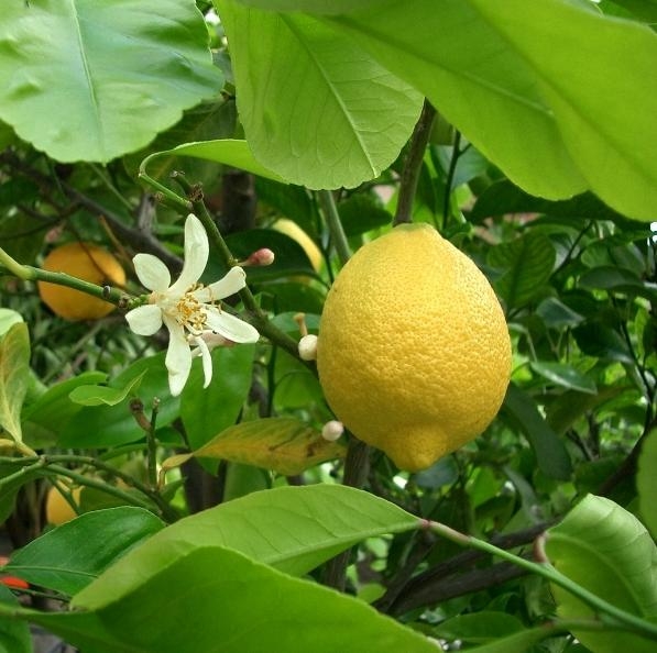 柠檬精油