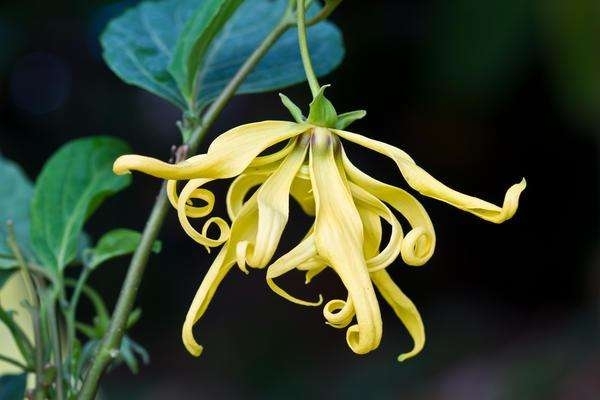 依兰花6.jpg