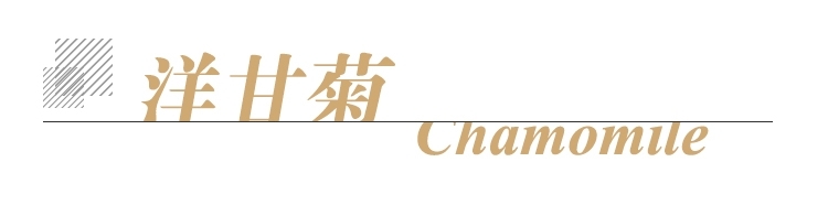 洋甘菊单方标题.jpg
