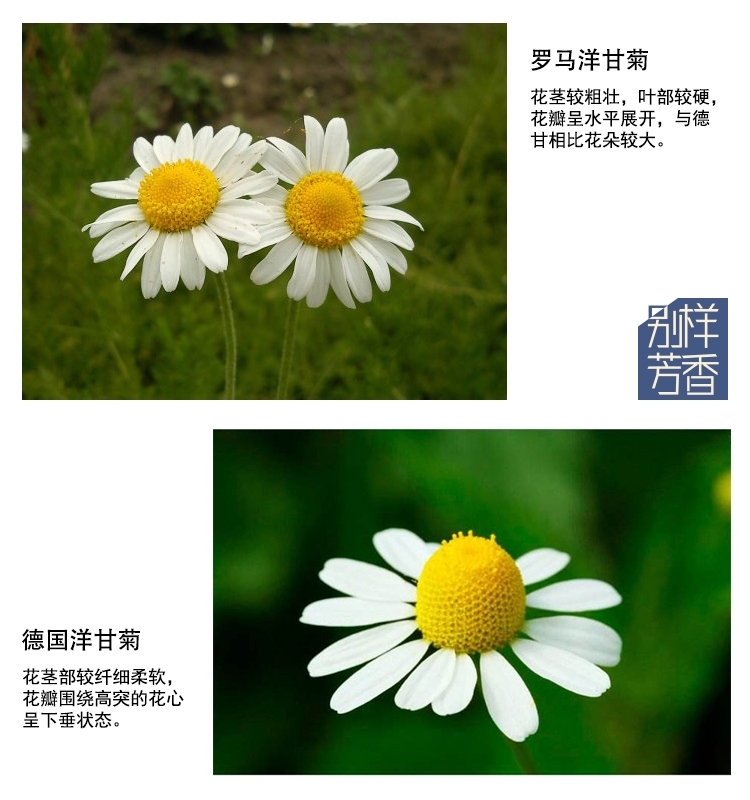 植物图片特征对比图.jpg