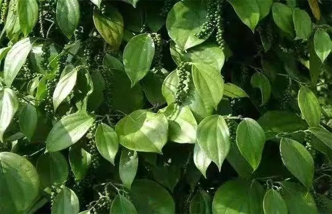 158142096845967_550.jpg