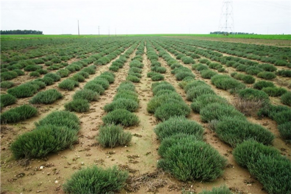 百里酚百里香 thyme thymol-Thymus Vulgaris Thymoliferum 11.jpg