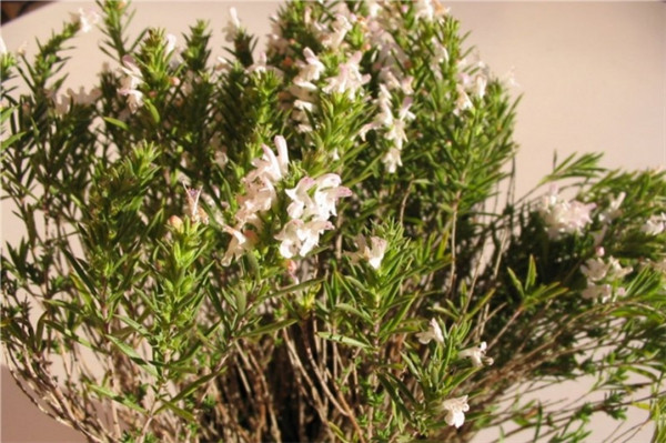 百里酚百里香 thyme thymol-Thymus Vulgaris Thymoliferum 22.jpg