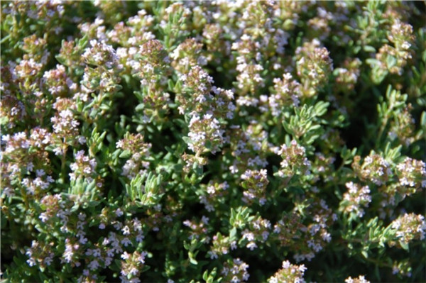 沉香醇百里香 thyme linalol-Thymus Vulgaris Linaloliferum 
