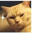 高贵的猫.jpg