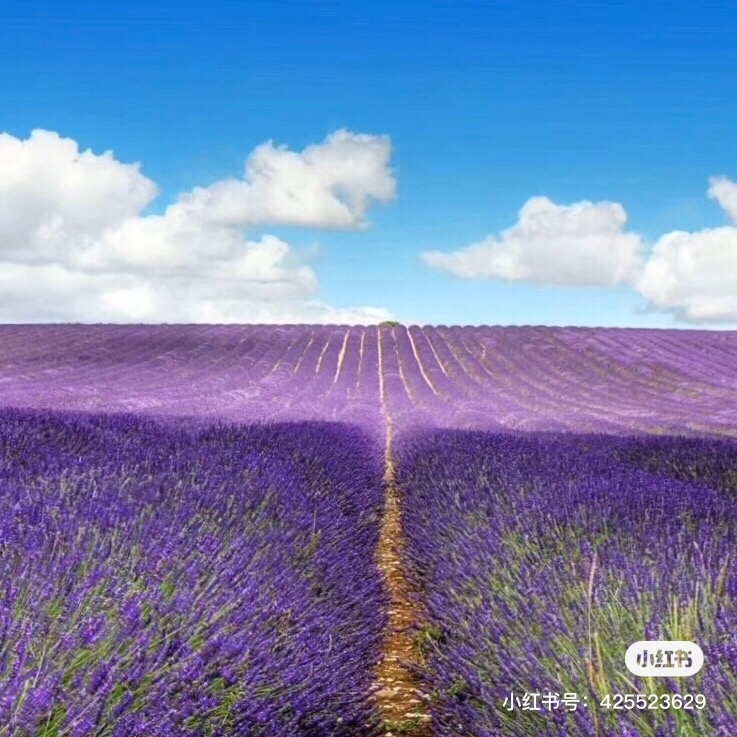 1583590254713393689.jpg