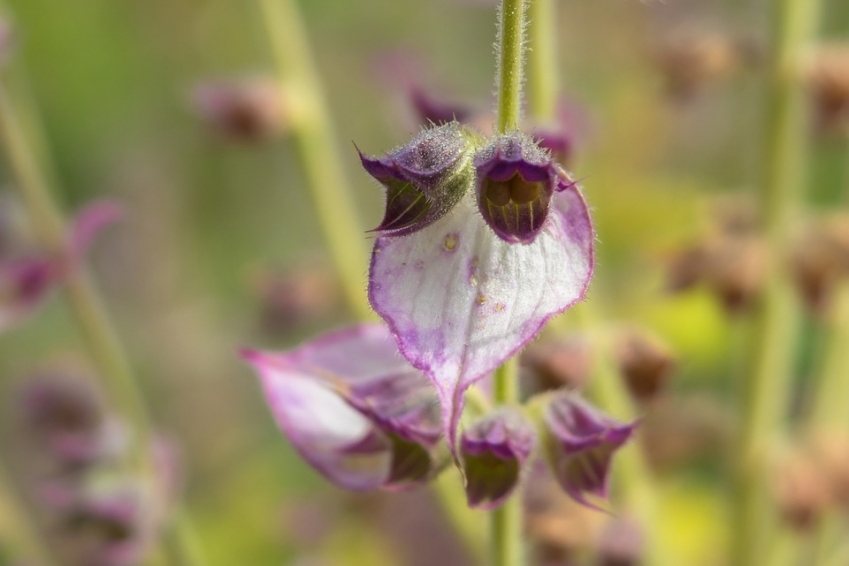 快乐鼠尾草clary-sage.jpg