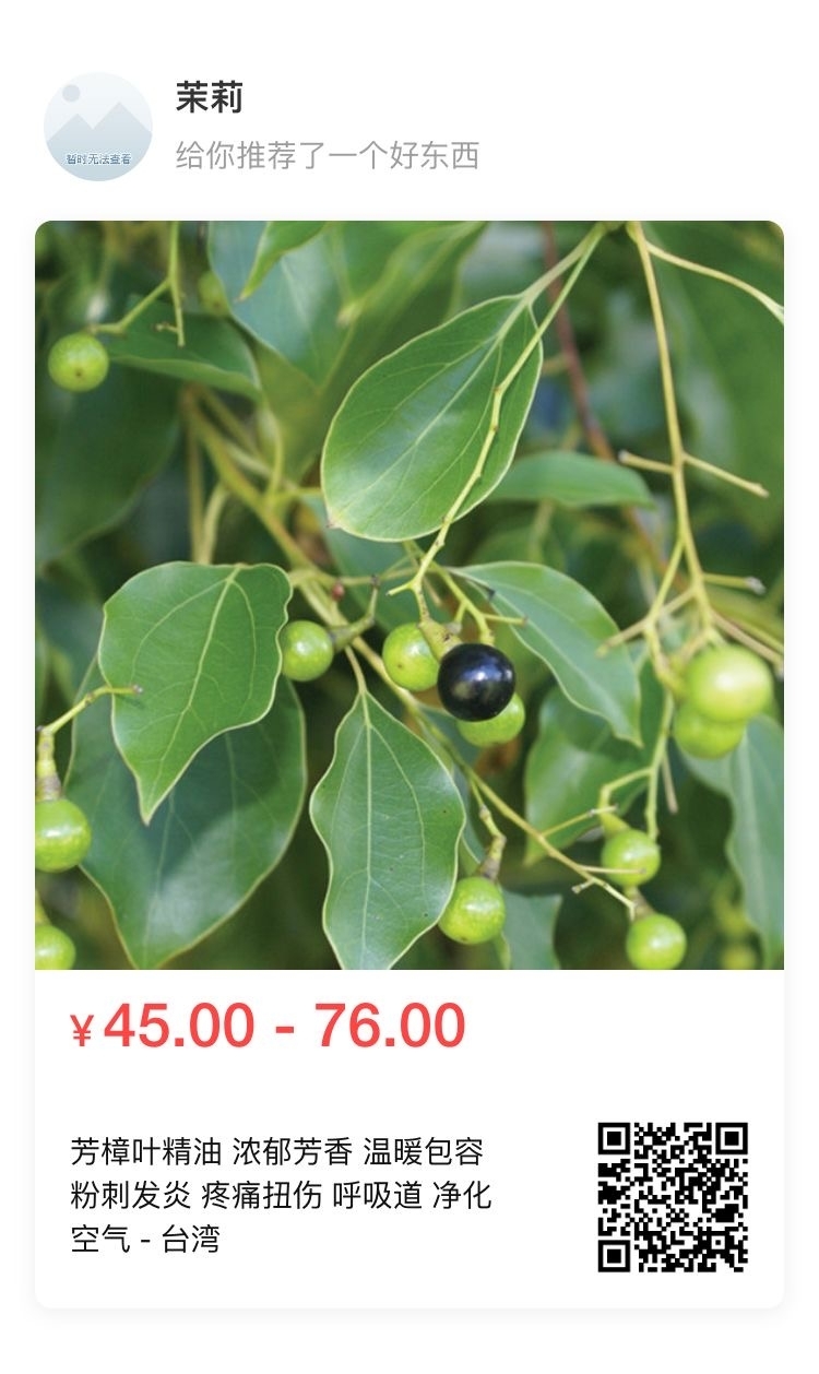 芳樟叶分享.JPG