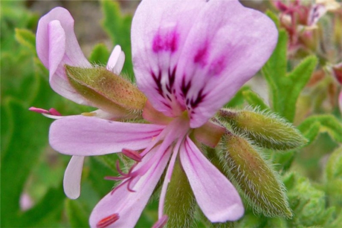 波旁天竺葵 geranium bourbon-Pelargonium X Asperum 11.jpg