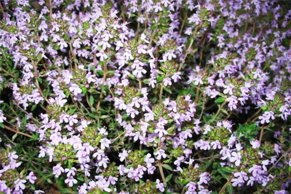 百里酚百里香 thyme thymol-Thymus Vulgaris Thymoliferum.jpg