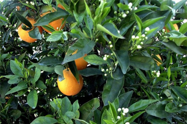 佛手柑 petitgrain bigarade-Citrus Aurantium.jpg