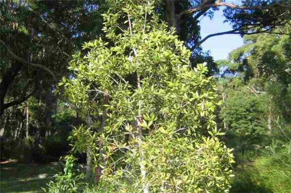 绿花白千层精油