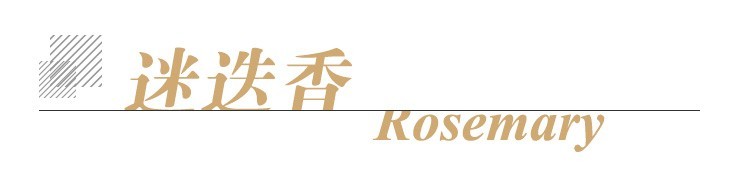 迷迭香单方标题.jpg