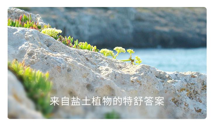 海茴香植物.png