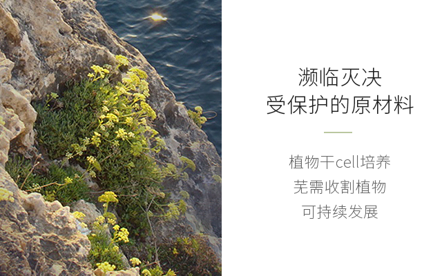 海茴香植物2.png