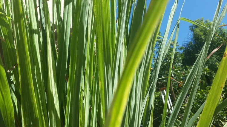 柠檬草该图片由alondav在Pixabay上发布 .jpg