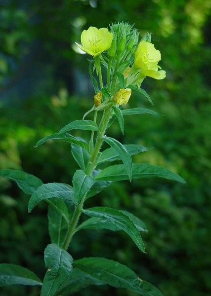 月见草油