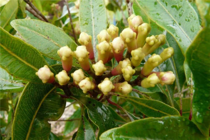 丁香花苞精油