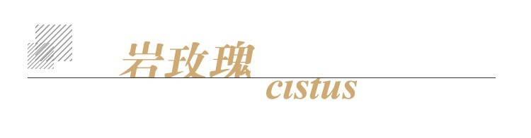 岩玫瑰单方标题.jpg