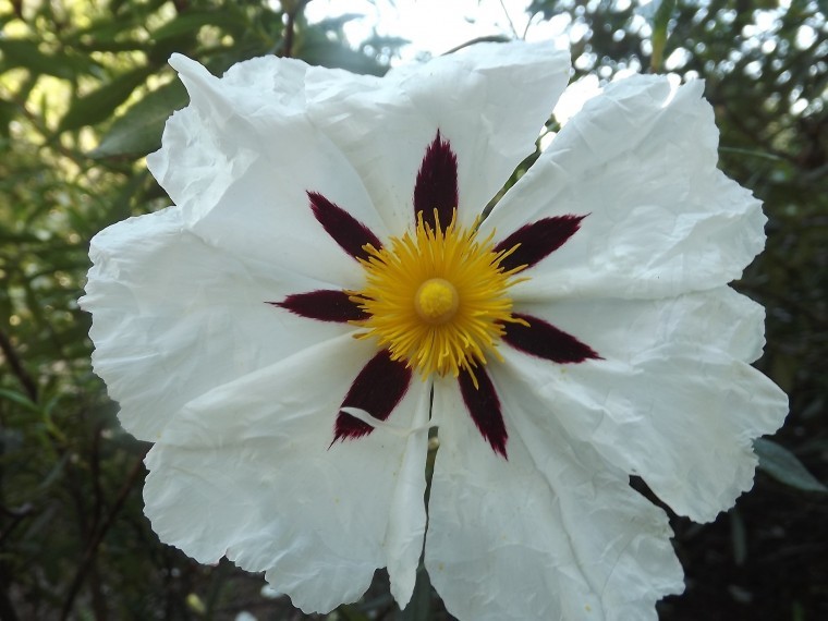 cistus-white-929724_1920.jpg