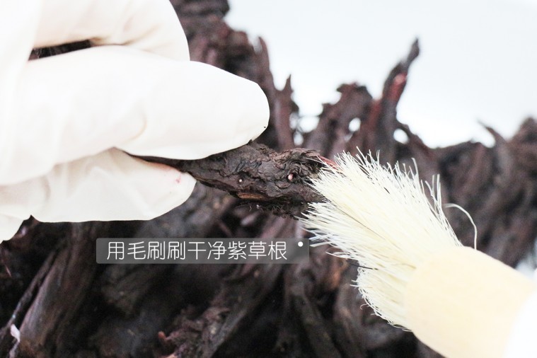 1用毛刷刷干净紫草根.jpg