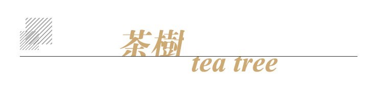 茶树单方标题.jpg