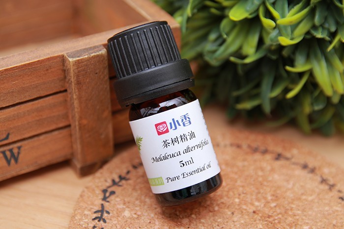 茶树.jpg