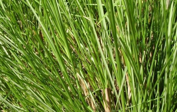 vetiver.jpg