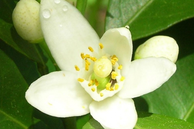橙花精油