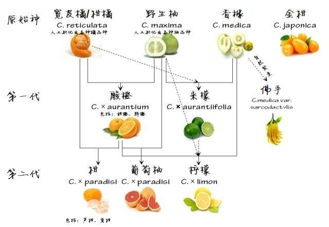 柑橘类的大家庭