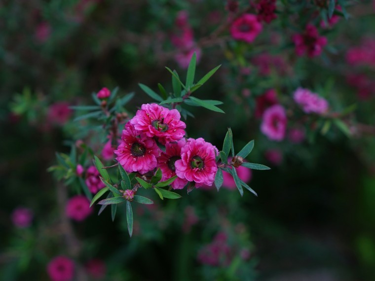 manuka-419449_1920.jpg