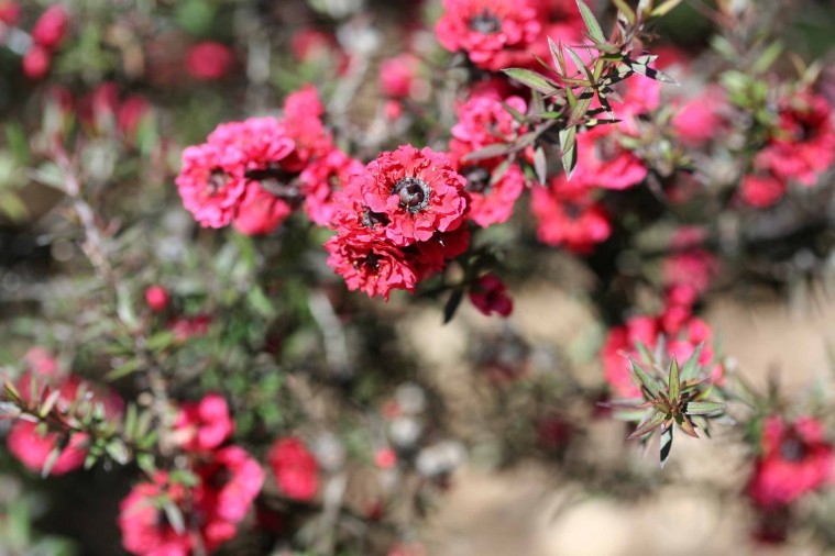 pink-pearl-manuka-tea-tree-2694013_1920.jpg