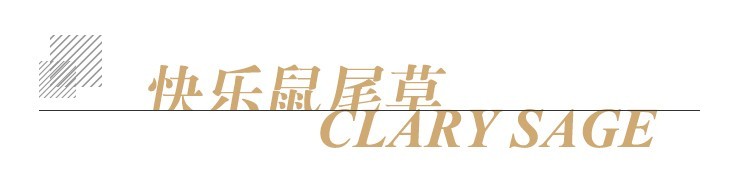 快乐鼠尾草 单方标题.jpg